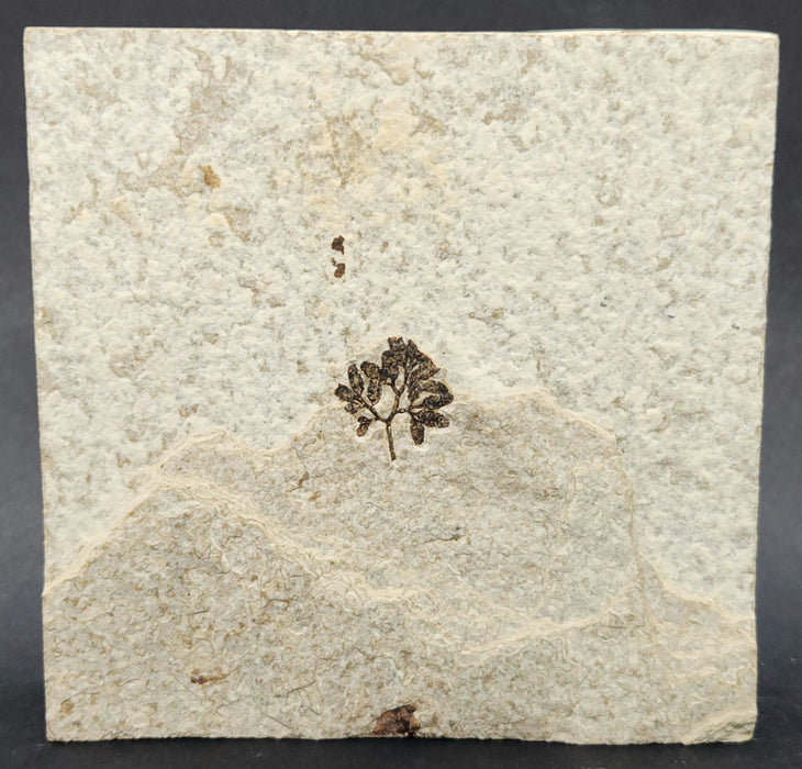 Climbing Fern Fossil | Lygodium kaulfussii | Green River Formation | Wyoming