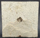 In Stone Fossils 