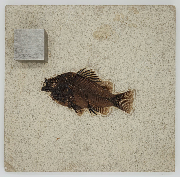 3.25" Priscacara serrata Fossil Fish | Green River Formation | Natural Specimen