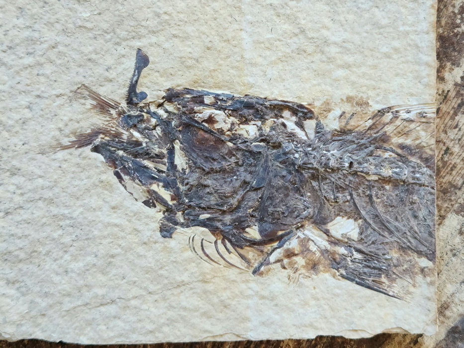 Positive/Negative Pair of a Partial Fossil Fish Aspiration | Mioplosus labracoides | Wyoming