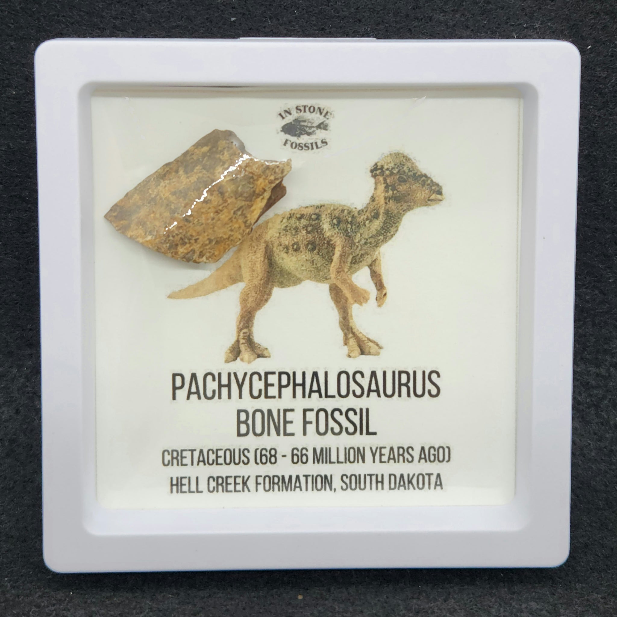 Dinosaur Fossils — In Stone Fossils