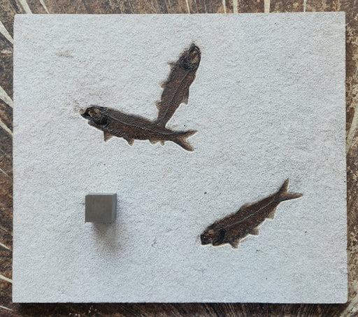In Stone Fossils 