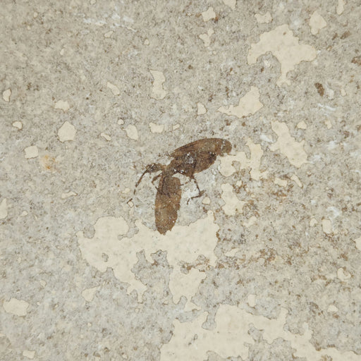 In Stone Fossils 
