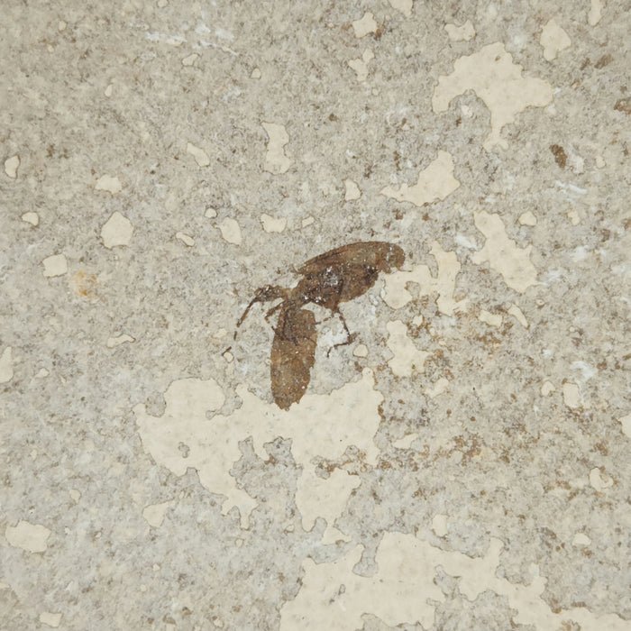 Plecia pealei (Love Bug or March Fly) | Eocene | Green River Formation