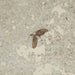 In Stone Fossils 