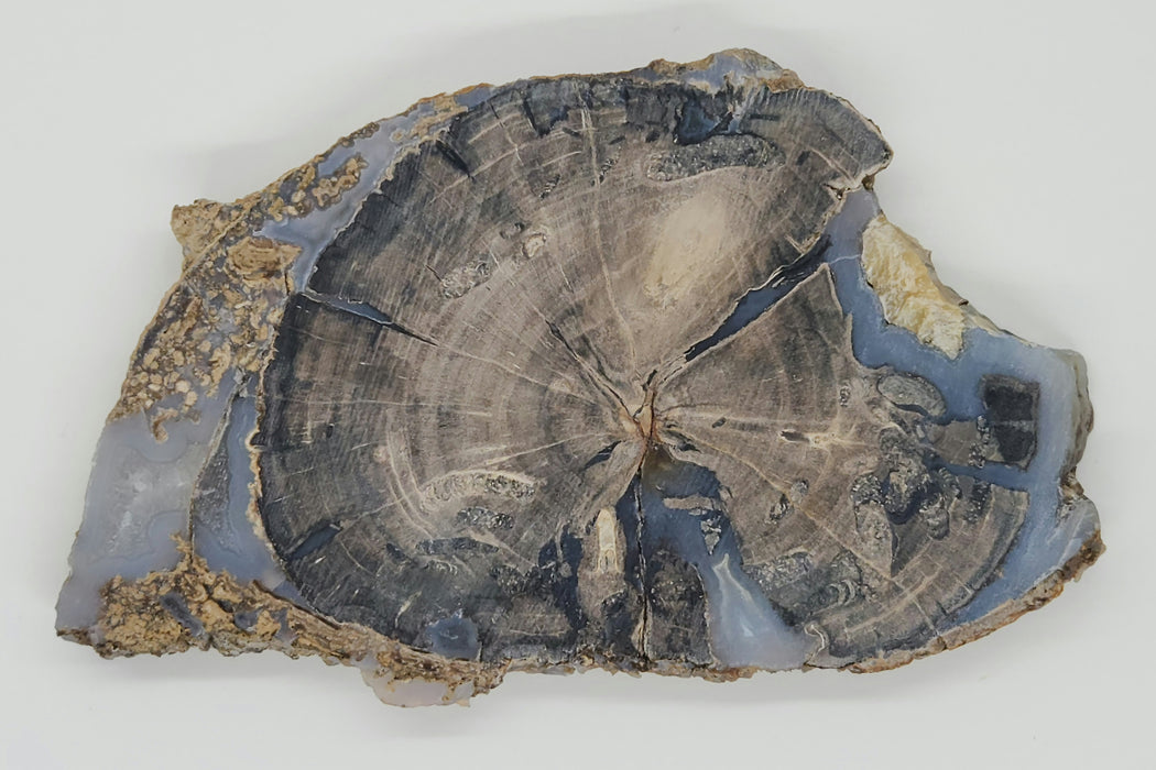 Blue Forest Unpolished Petrified Hardwood Slab | Eden Valley | Wyoming
