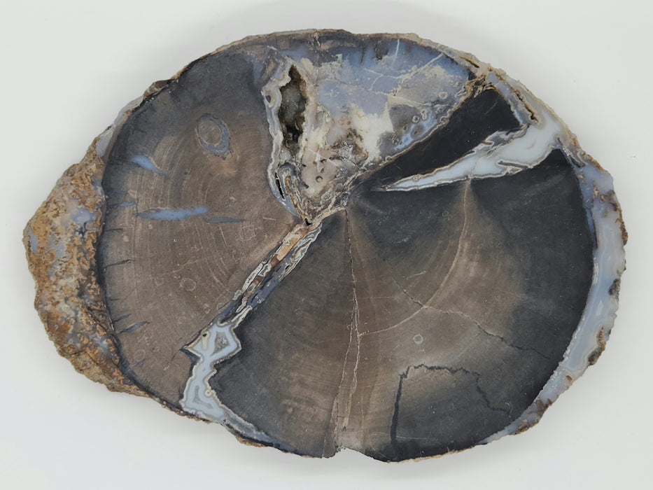 Blue Forest Unpolished Petrified Hardwood Slab | Eden Valley | Wyoming