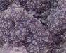 In Stone Fossils 
