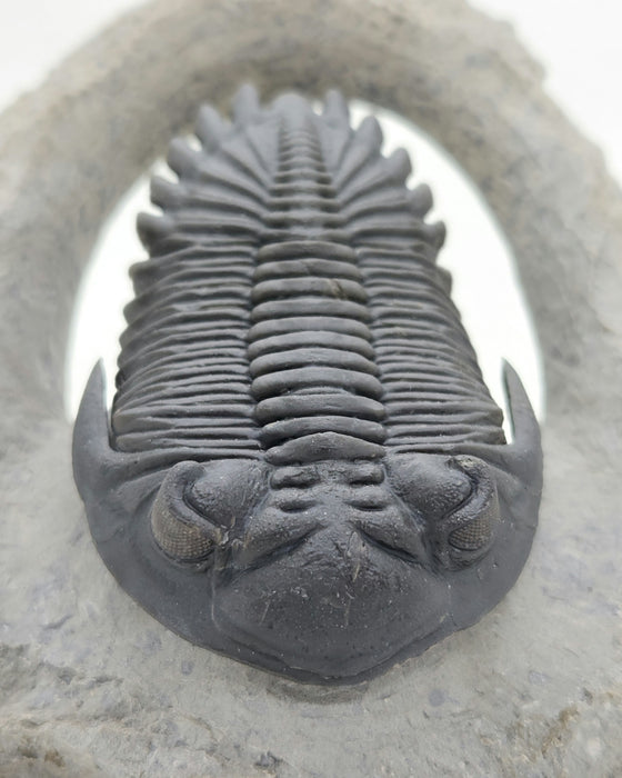 Hollardops Trilobite | Morocco