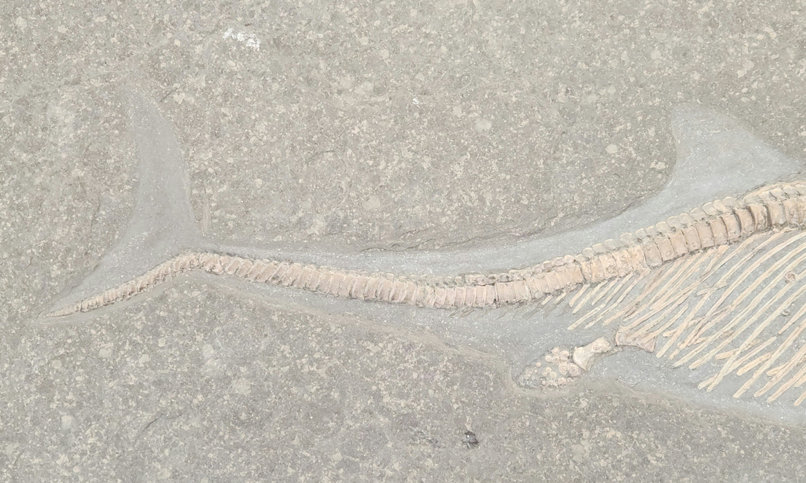 Ichthyosaur Fossil | Stenopterygius quadriscissus | Germany
