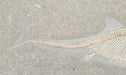 In Stone Fossils 