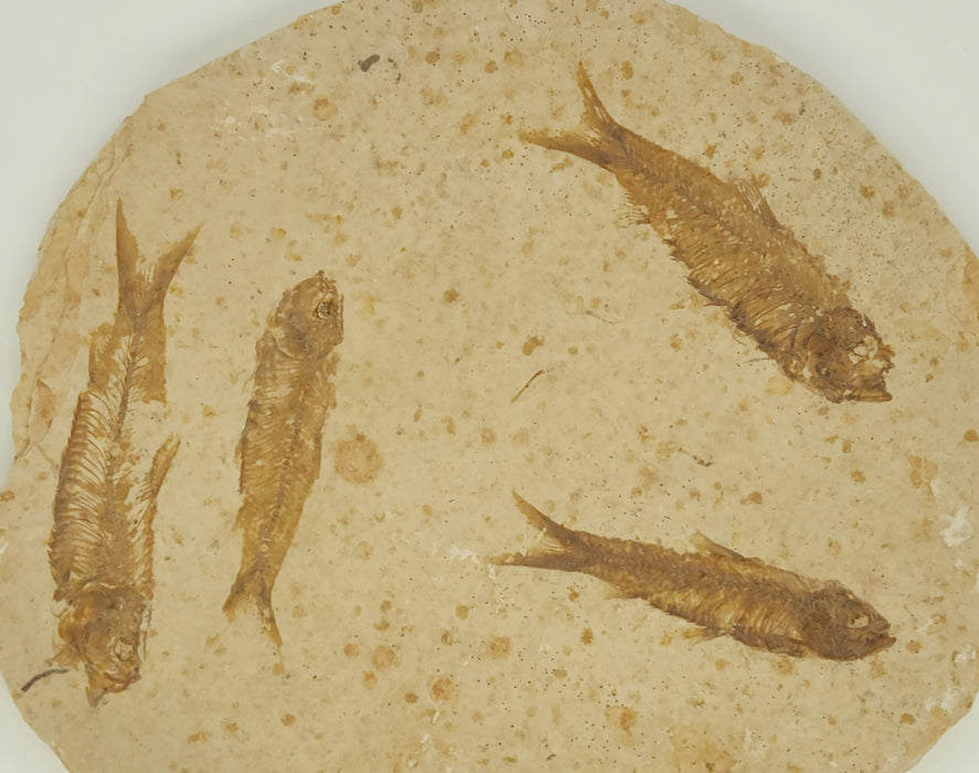 Knightia eocaena "Mini Fish" Mortality Plate | Green River Formation | Natural Specimen
