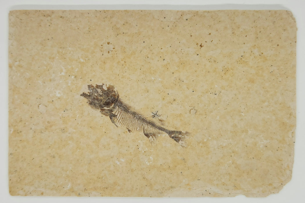 Juvenile Phareodus | Green River Formation | Wyoming