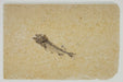 In Stone Fossils 