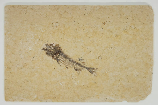 In Stone Fossils 