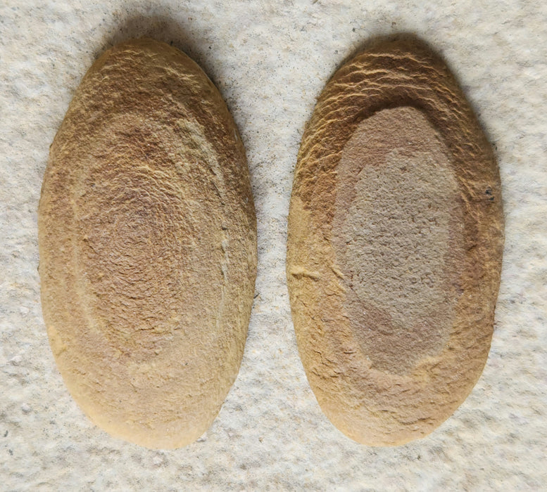 Fossil Fern | Crenulopteris acadica | Illinois