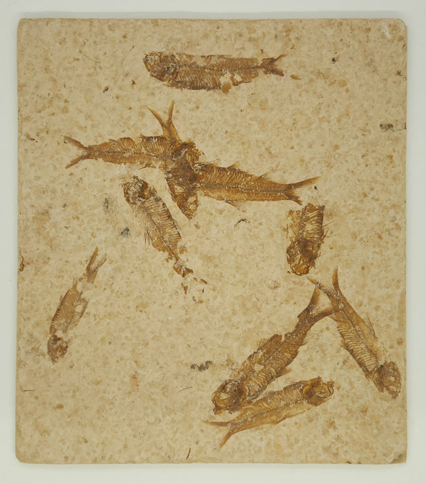 Knightia eocaena "Mini Fish" Mortality Plate | Green River Formation | Natural Specimen