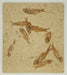 In Stone Fossils 
