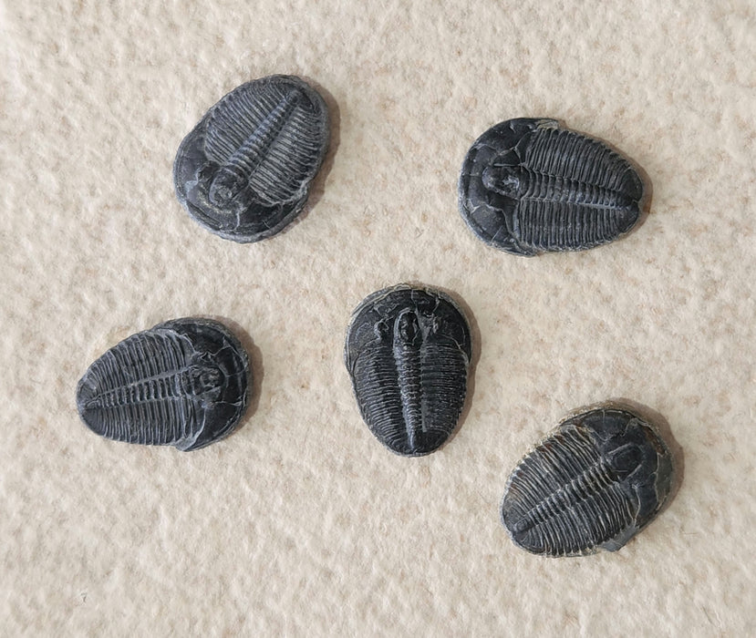 0.625" - 0.75" Elrathia kingii Trilobite | Utah