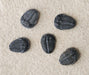 In Stone Fossils 
