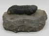 In Stone Fossils 