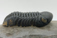 In Stone Fossils 