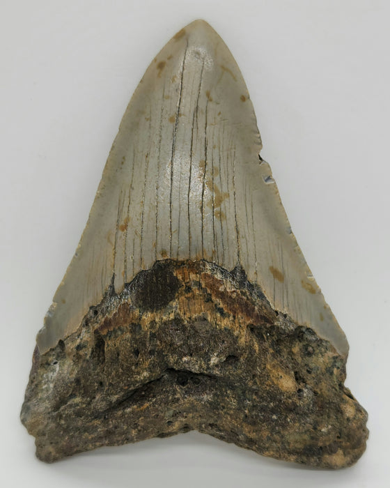 4" Megalodon Tooth | Hawthorn Formation