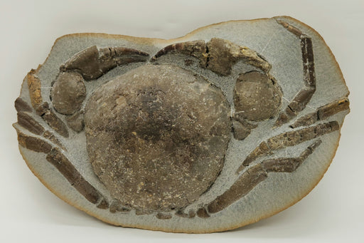 In Stone Fossils 