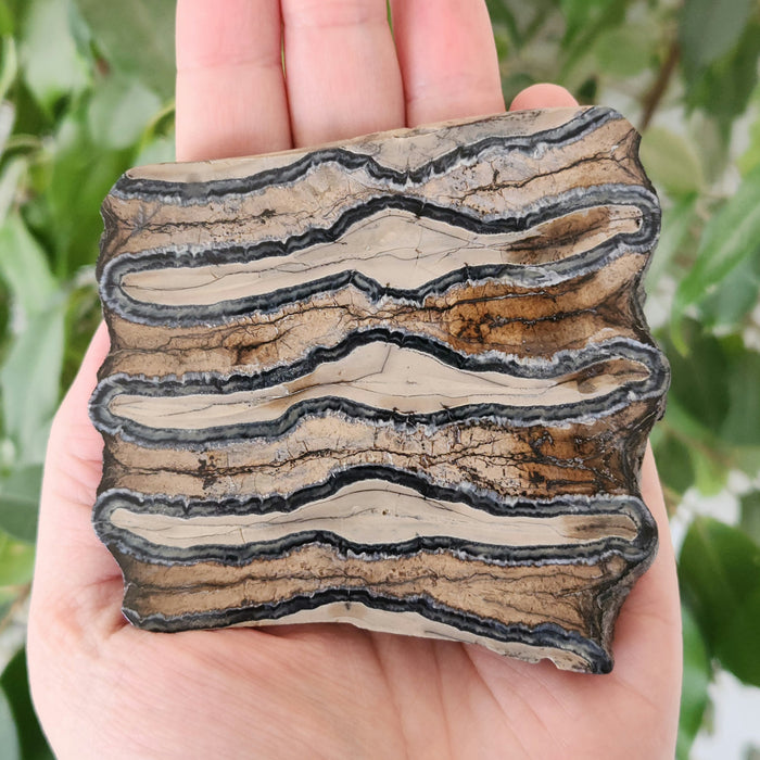 Polished Mammoth Molar Slice