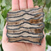 In Stone Fossils 