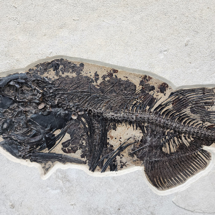 Taphonomy Fish Phareodus encaustus with unique taphonomy | 100% Natural Specimen ...