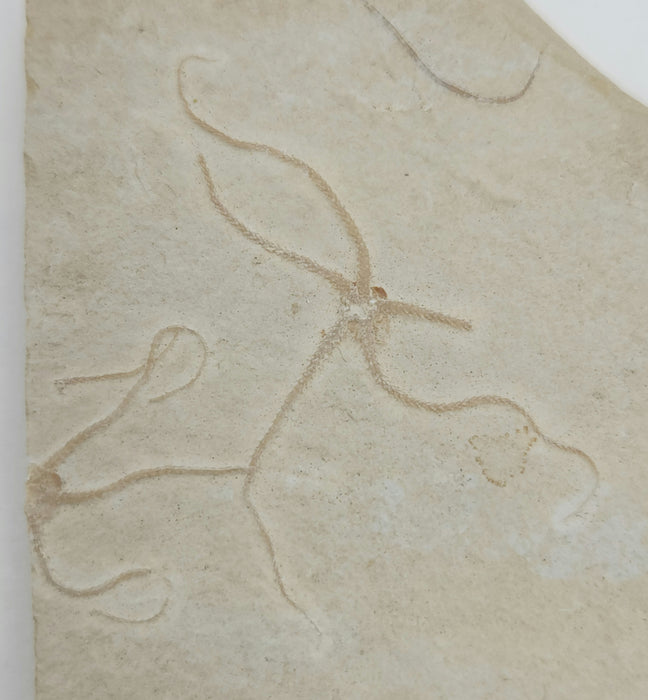 Double Fossil Brittle Star | Germany