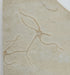 In Stone Fossils 