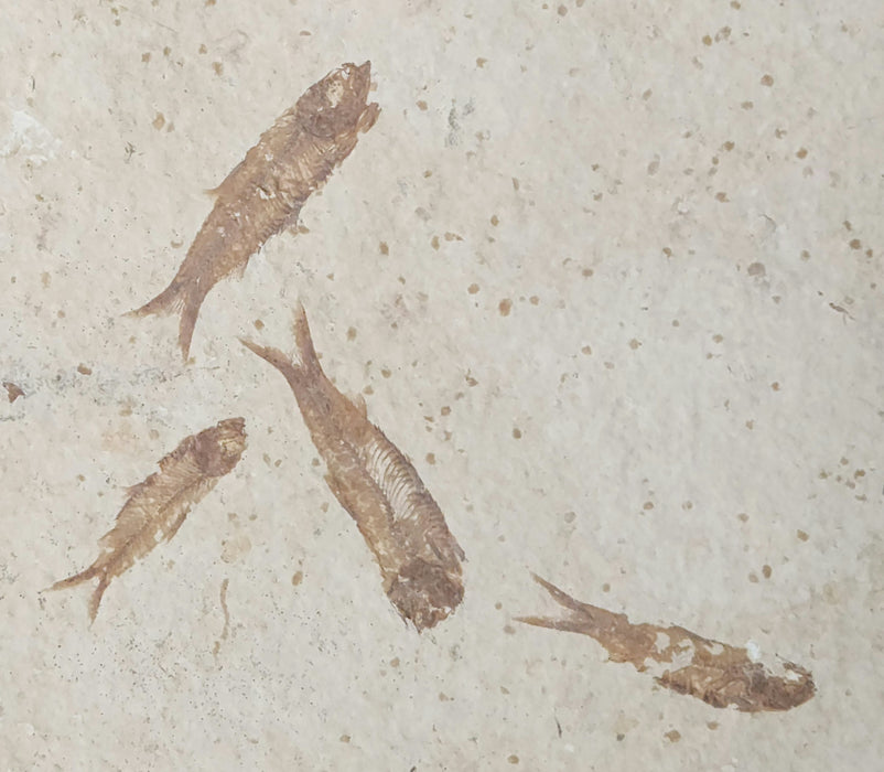 Large Knightia Mini Fish Mortality Plate | 100% Natural | Green River Formation