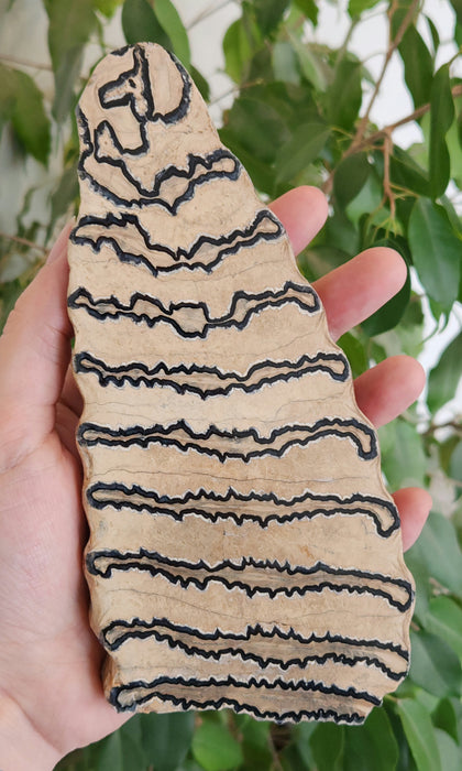 Polished Mammoth Molar Slice