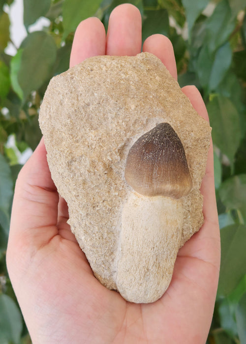 Mosasaur Tooth in Matrix | Igdamanosaurus (Globidens) aegyptiacus | Morocco