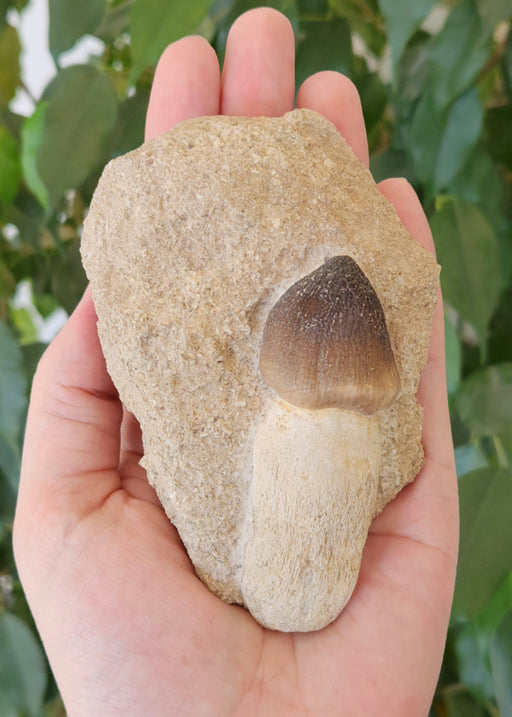In Stone Fossils 
