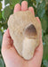 In Stone Fossils 