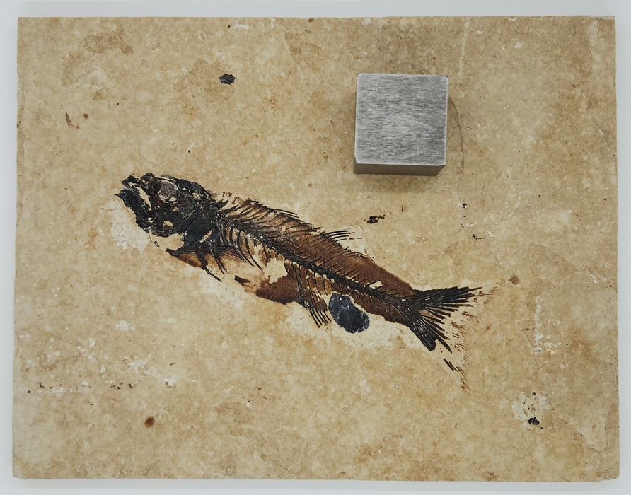 5" Mioplosus labracoides | Unrestored Fossil Fish | Wyoming