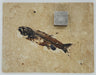 In Stone Fossils 