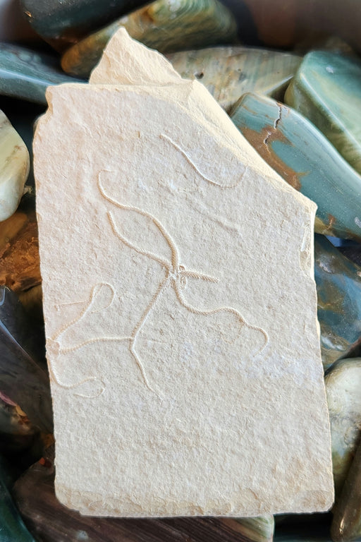 In Stone Fossils 