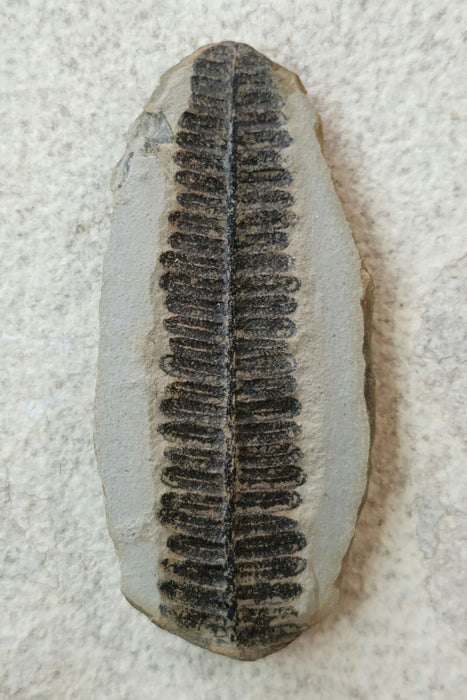 Fossil Fern | Crenulopteris acadica | Illinois