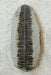 In Stone Fossils 