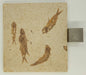 In Stone Fossils 