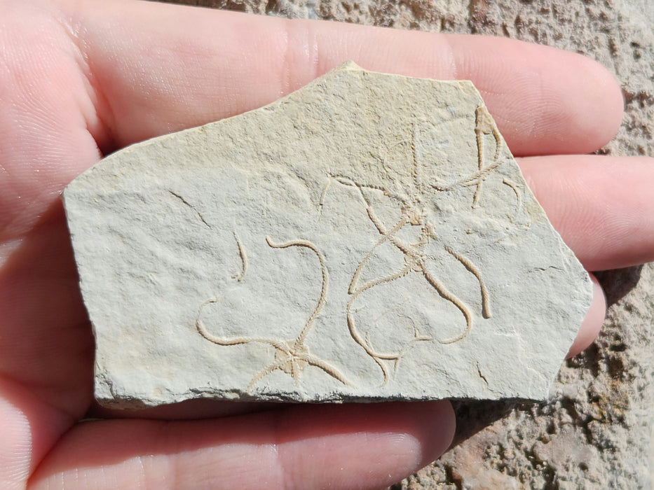 Multiple Fossil Brittle Stars | Germany