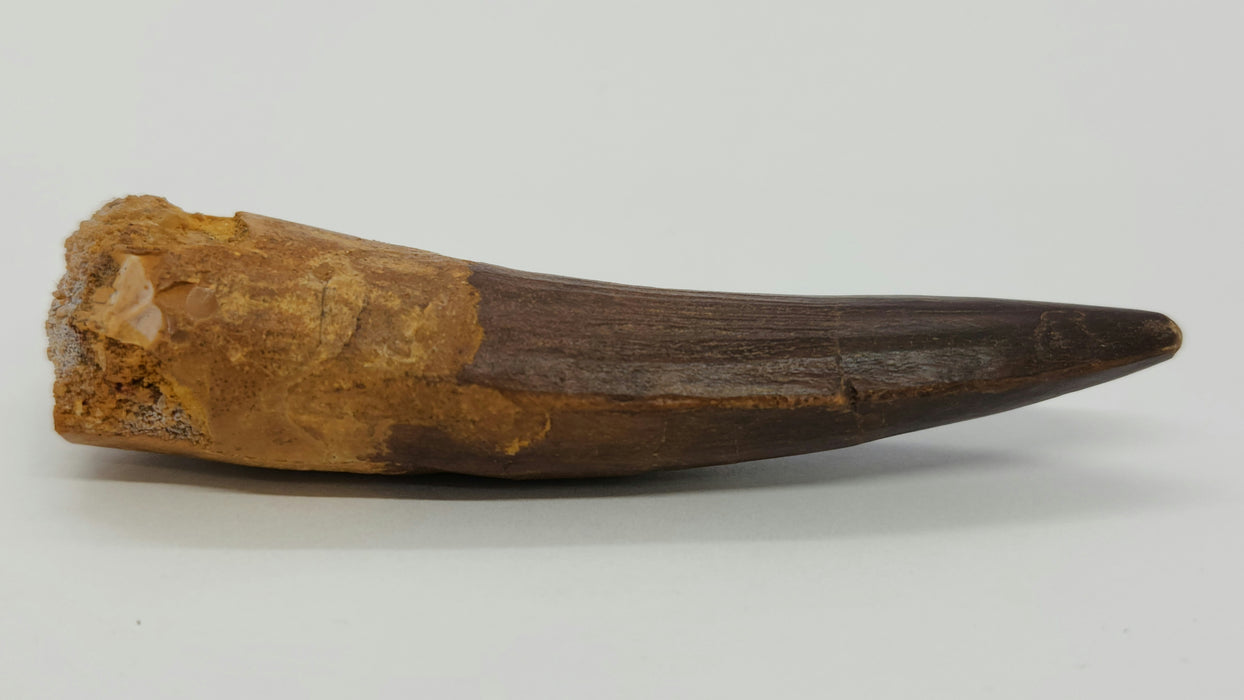 Spinosaurus Tooth | Cretaceous | Kem Kem Beds, Morocco