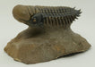 In Stone Fossils 