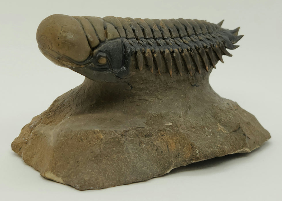 Crotalocephalina Trilobite | Morocco