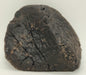 In Stone Fossils 