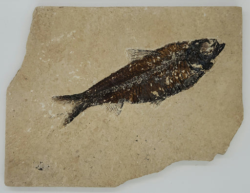 In Stone Fossils 